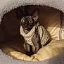 sphynx_cat, cat, pet, indoor, knitted_sweater, cozy, bed, furniture, wide_eyes, curious, animal, cute, soft, warm, resting, feline, ears, hairless, domestic, comfort
