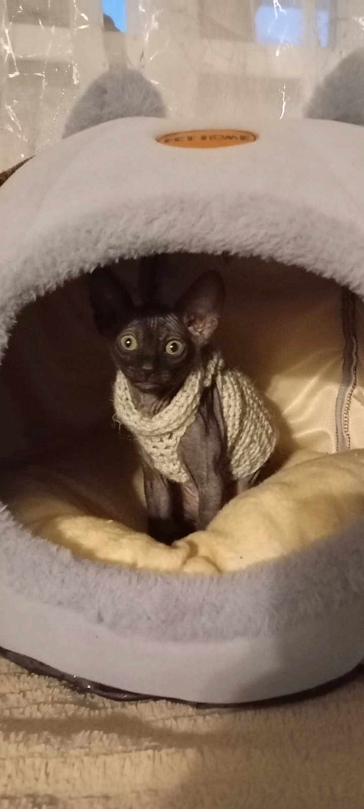 Bagira is registered to the contest to win money with this photo: sphynx_cat, cat, pet, indoor, knitted_sweater, cozy, bed, furniture, wide_eyes, curious, animal, cute, soft, warm, resting, feline, ears, hairless, domestic, comfort