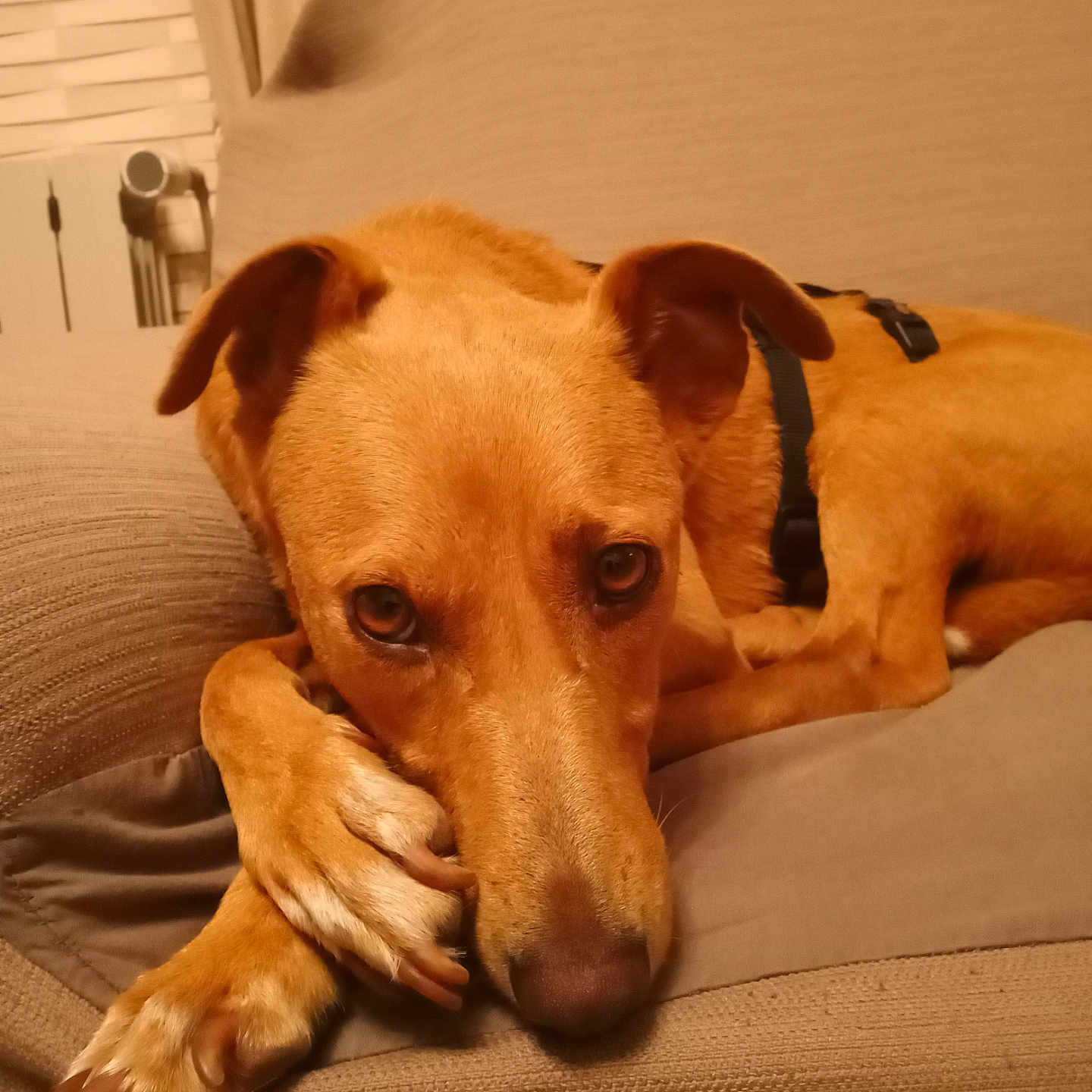 Tchichi