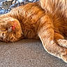 cat, orange_cat, sleeping, sleepy, relaxed, fluffy, fur, orange_fur, tabby, whiskers, closed_eyes, pink_nose, paws, stretched_out, couch, sofa, blanket, indoor, pet, nap