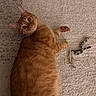 cat, orange_cat, ginger_cat, feline, pet, animal, lying_down, back, raised_paw, wide_eyes, whiskers, ears, fur, tabby, carpet, indoor, toy, chew_toy, playful, portrait