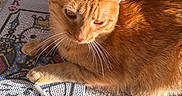 Manapua is registered to the contest to win money with this photo: cat, ginger_cat, orange_fur, feline, pet, animal, whiskers, ears, eyes, portrait, close_up, lying_down, relaxed, sunlight, carpet, blanket, indoor, home, striped_fabric, orange