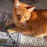 cat, ginger_cat, orange_fur, feline, pet, animal, whiskers, ears, eyes, portrait, close_up, lying_down, relaxed, sunlight, carpet, blanket, indoor, home, striped_fabric, orange
