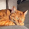 cat, ginger_cat, sleeping, curled_up, pet, feline, orange_fur, striped_fur, whiskers, ears, nose, closed_eyes, couch, sofa, indoor, home, sunlight, relaxed, cozy, portrait
