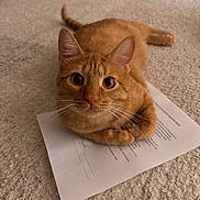 Manapua is registered to the contest to win money with this photo: cat, ginger_cat, orange_cat, feline, pet, animal, portrait, closeup, wide_eyes, whiskers, ears, paws, tail, lying_down, carpet, indoor, home, paper, document, funny