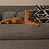 cat, orange_cat, ginger_cat, pet, feline, animal, couch, sofa, pillow, indoor, home, living_room, lounging, lying_down, stretched_out, whiskers, ears, eyes, fur, portrait