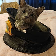 Greyson is registered to the contest to win money with this photo: cat, kitten, gray_cat, hat, goggles, sequin, bed, blanket, indoor, cozy, resting, animal, cute, pet, feline, curious, portrait, closeup, soft_lighting, home