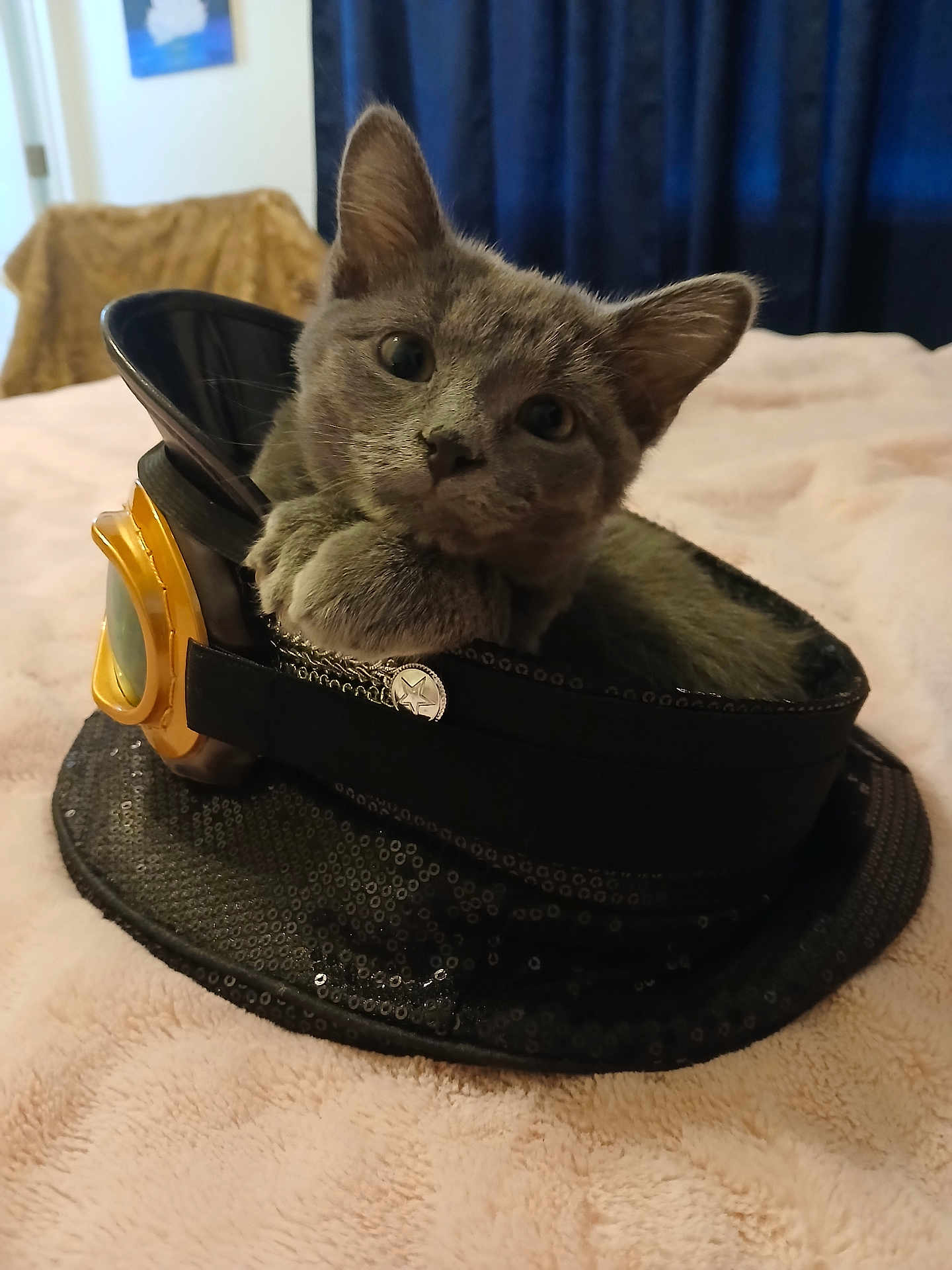 Greyson is registered to the contest to win money with this photo: cat, kitten, gray_cat, hat, goggles, sequin, bed, blanket, indoor, cozy, resting, animal, cute, pet, feline, curious, portrait, closeup, soft_lighting, home