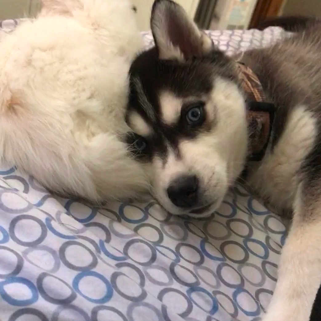 Koda