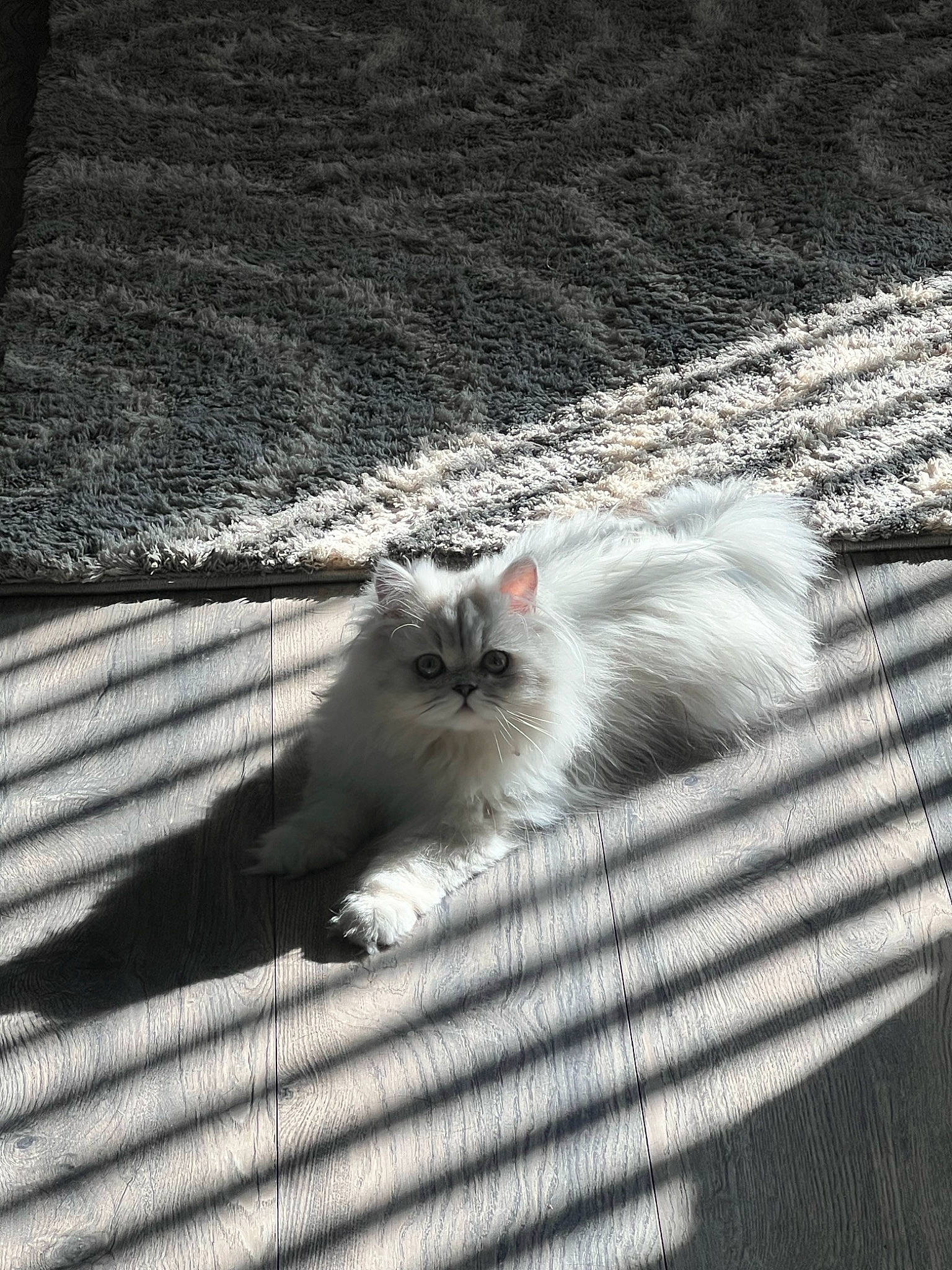 Kitten is registered to the contest to win money with this photo: asphalt, automotive_tire, carnivore, cat, domestic_short_haired_cat, fawn, felidae, flooring, fur, grass, grey, monochrome_photography, paw, road_surface, shadow, small_to_medium_sized_cats, snout, tail, whiskers, wood