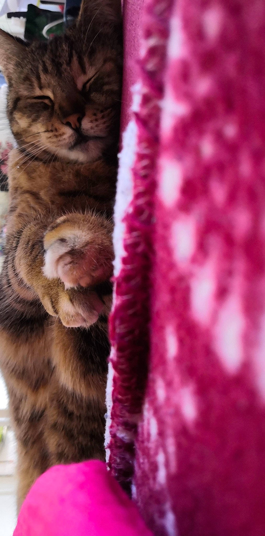 Sanka participe au concours pour gagner de l'argent avec cette photo : american_shorthair, asian, carnivore, cat, domestic_short_haired_cat, european_shorthair, felidae, fur, kitten, magenta, pink, pixie_bob, polydactyl_cat, small_to_medium_sized_cats, snout, tabby_cat, tail, textile, whiskers