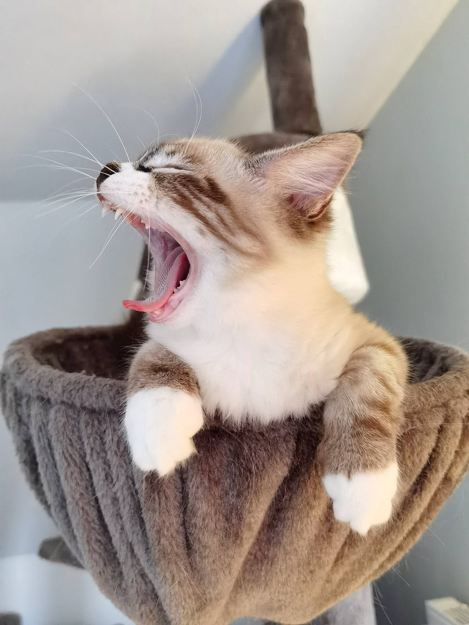 Simba Et Gringalet participe au concours pour gagner de l'argent avec cette photo : carnivore, cat, cat_supply, claw, collar, comfort, domestic_short_haired_cat, fang, felidae, foot, fur, mammal, paw, roar, small_to_medium_sized_cats, snout, tail, whiskers, window, yawn
