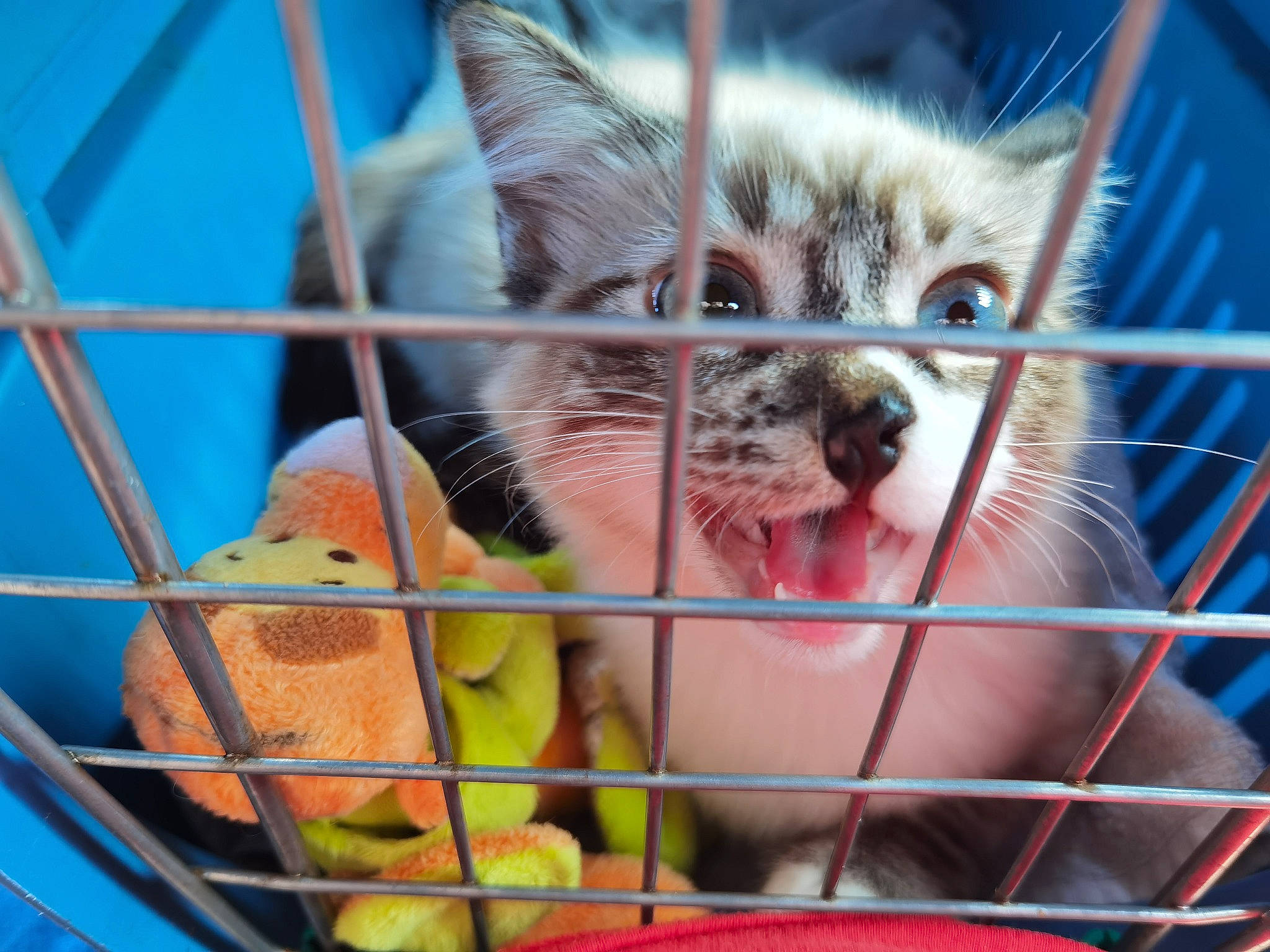 Simba Et Gringalet participe au concours pour gagner de l'argent avec cette photo : animal_shelter, cage, carnivore, fawn, felidae, fence, fur, grass, mesh, organism, pet_supply, rodent, service, small_to_medium_sized_cats, snapshot, snout, terrestrial_animal, vertebrate, whiskers, wildlife