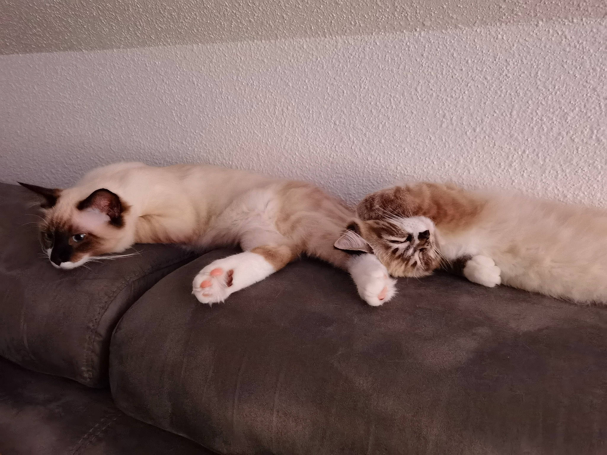 Simba Et Gringalet a rejoint le concours — aidez-le/la à gagner de superbes lots ! balinese, brown, carnivore, cat, comfort, companion_dog, dog_breed, fawn, felidae, fur, grey, linens, mammal, nap, paw, siamese, small_to_medium_sized_cats, snout, tail, whiskers