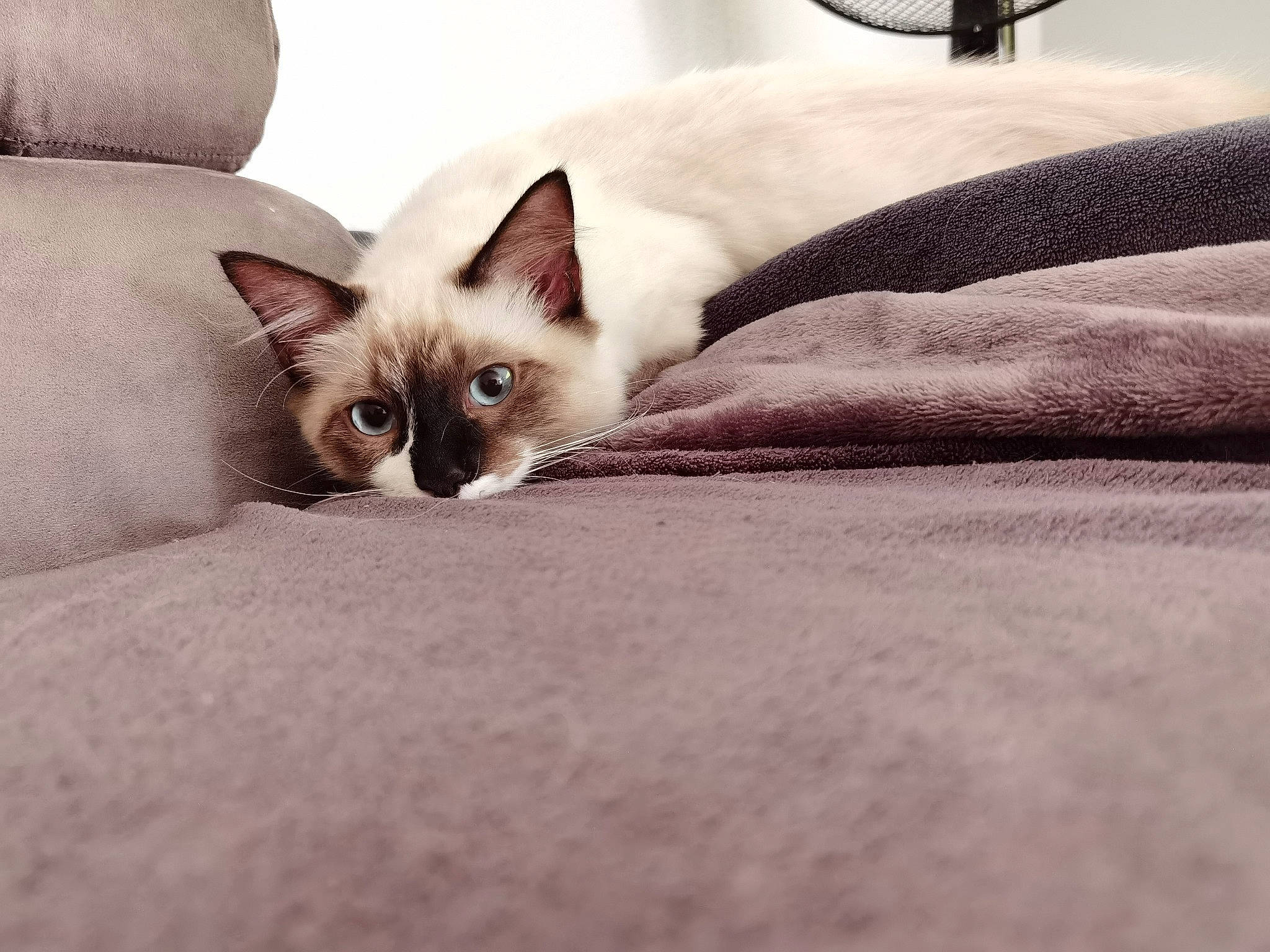 Simba Et Gringalet participe au concours pour gagner de l'argent avec cette photo : balinese, bed, bedding, carnivore, cat, comfort, domestic_short_haired_cat, fawn, felidae, fur, grey, linens, mammal, paw, siamese, small_to_medium_sized_cats, snout, tail, whiskers, window