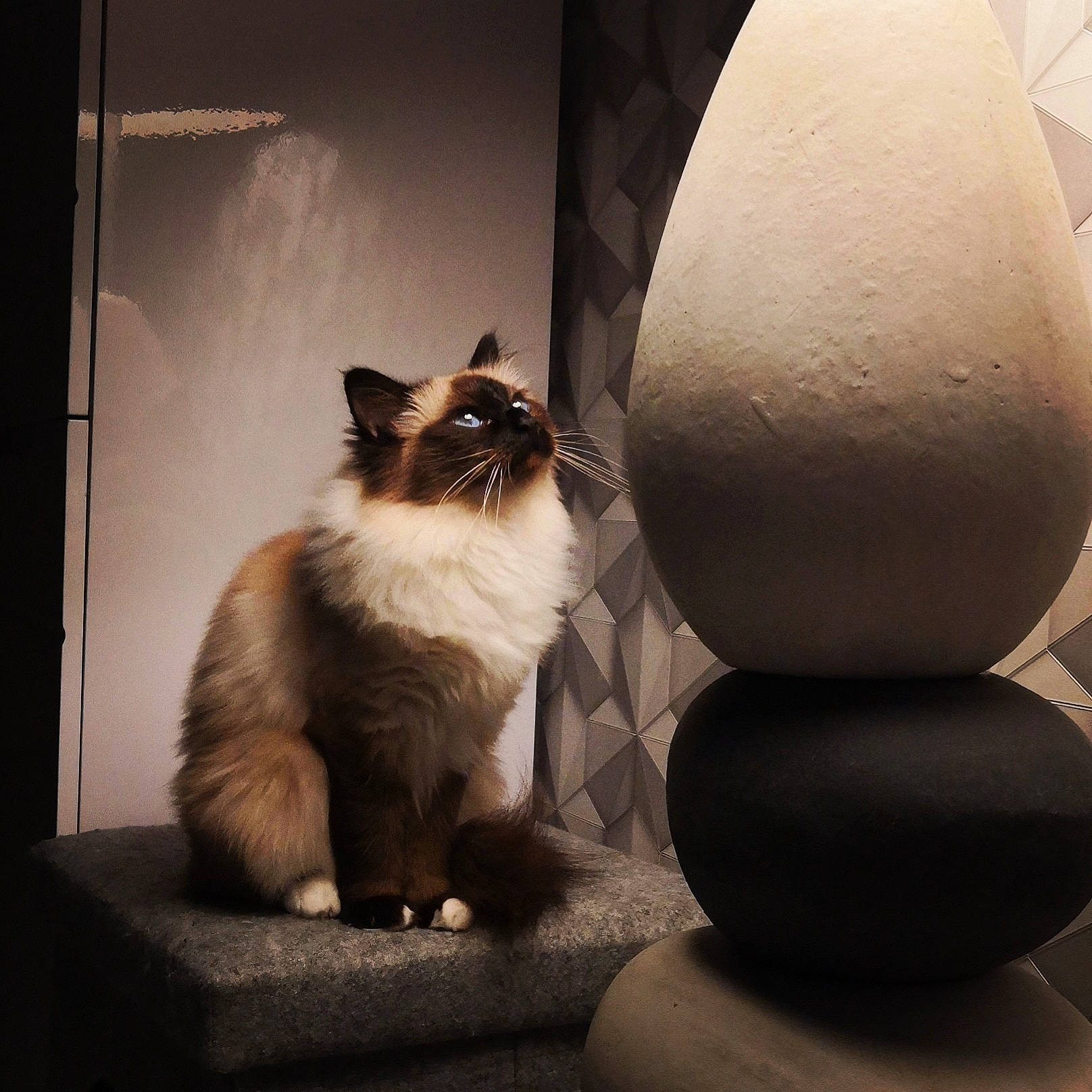 Orkana participe au concours pour gagner de l'argent avec cette photo : art, carnivore, cat, comfort, darkness, fawn, felidae, flash_photography, fur, morning, shadow, small_to_medium_sized_cats, still_life_photography, stock_photography, sunlight, tail, tints_and_shades, whiskers, window, wood