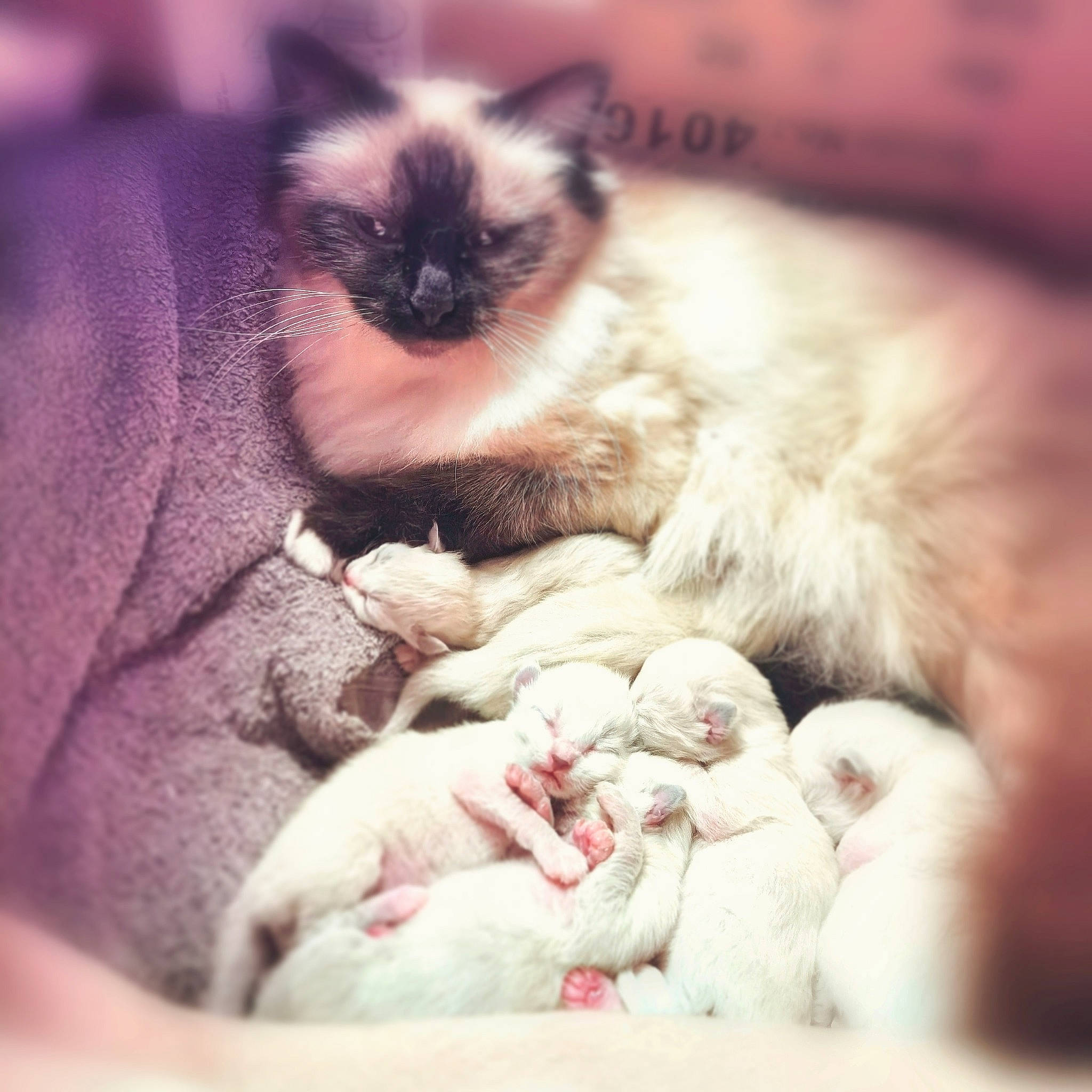 Orkana a rejoint le concours — aidez-le/la à gagner de superbes lots ! balinese, birman, carnivore, cat, close_up, comfort, companion_dog, eye, fawn, felidae, fur, grass, magenta, paw, ragdoll, siamese, small_to_medium_sized_cats, snout, thai, whiskers