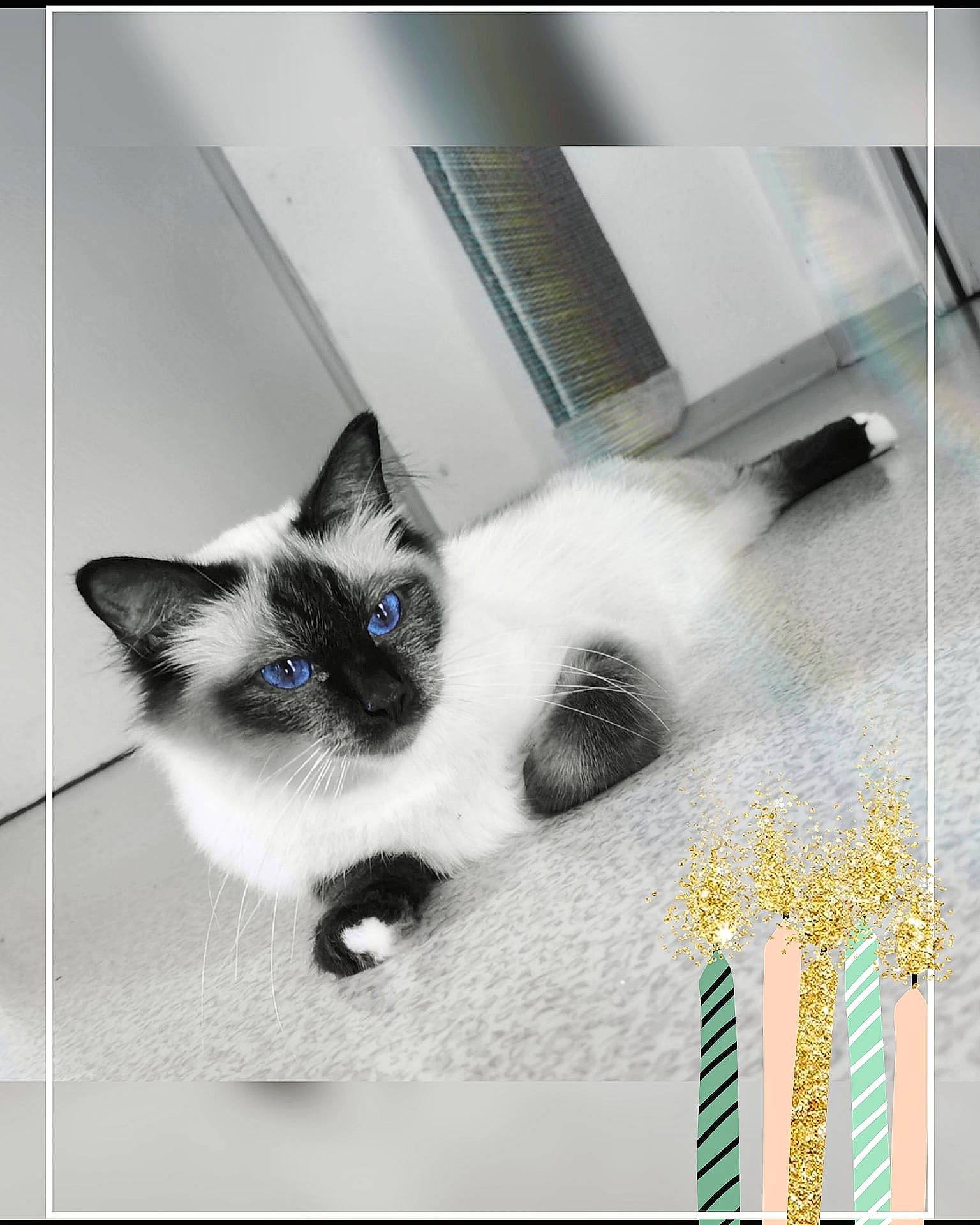 Orkana participe au concours pour gagner de l'argent avec cette photo : balinese, birman, carnivore, cat, domestic_short_haired_cat, felidae, font, fur, iris, line, monochrome_photography, paw, rectangle, room, siamese, small_to_medium_sized_cats, snout, tail, thai, whiskers