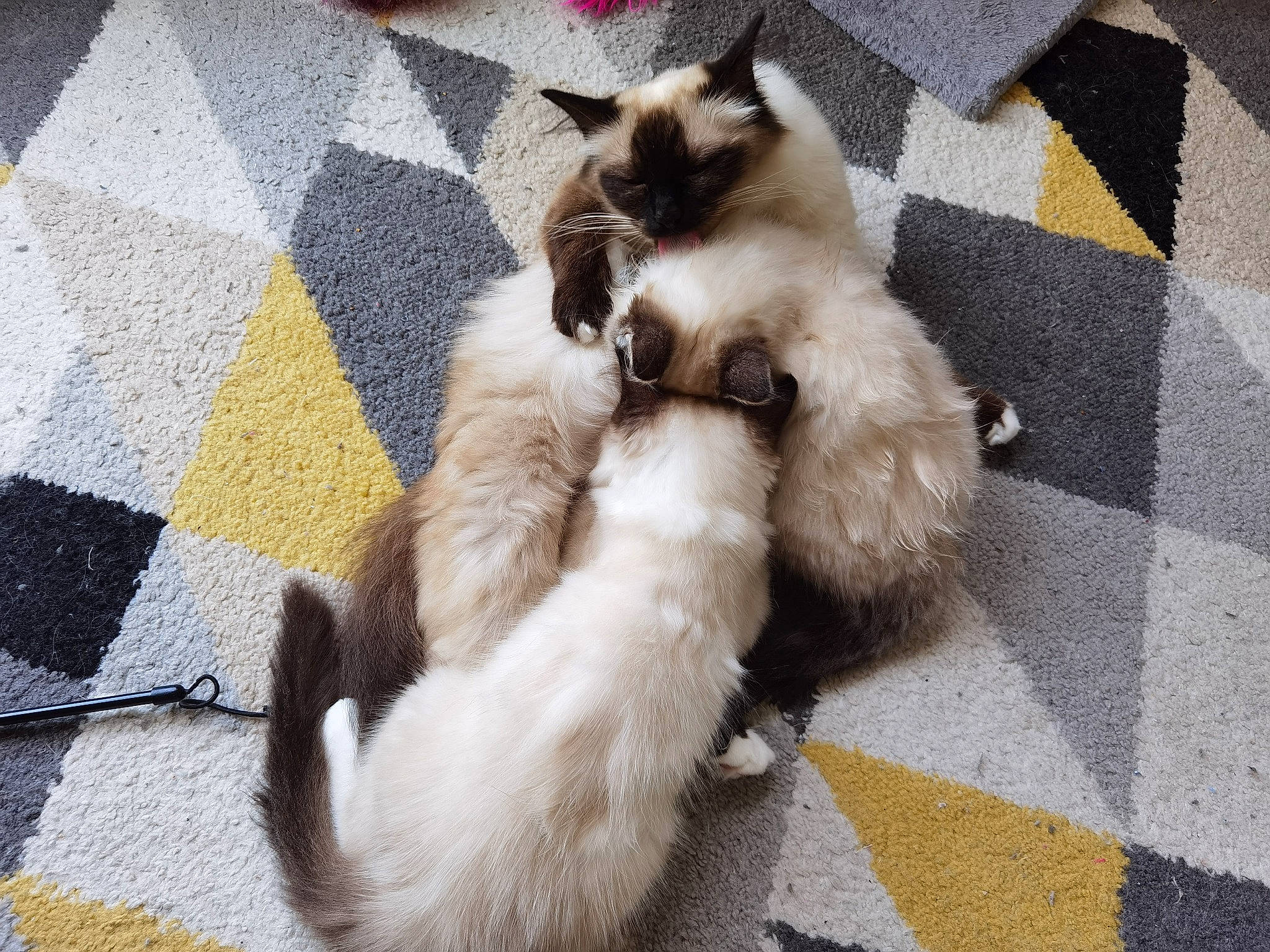 Orkana participe au concours pour gagner de l'argent avec cette photo : canidae, carnivore, cat, claw, comfort, companion_dog, dog_breed, fawn, felidae, floor, flooring, fur, grey, mammal, paw, small_to_medium_sized_cats, snout, sporting_group, tail, whiskers