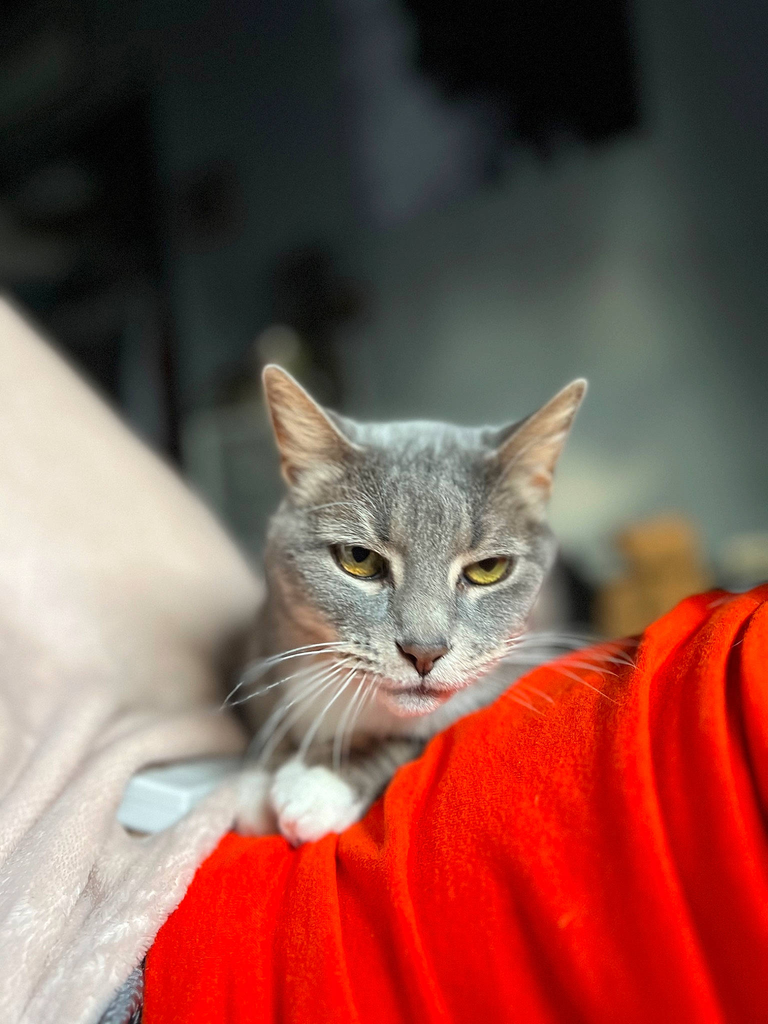 Stormy is registered to the contest to win money with this photo: carnivore, cat, cat_toy, comfort, domestic_short_haired_cat, event, felidae, fur, macro_photography, orange, small_to_medium_sized_cats, snout, terrestrial_animal, whiskers, wildlife
