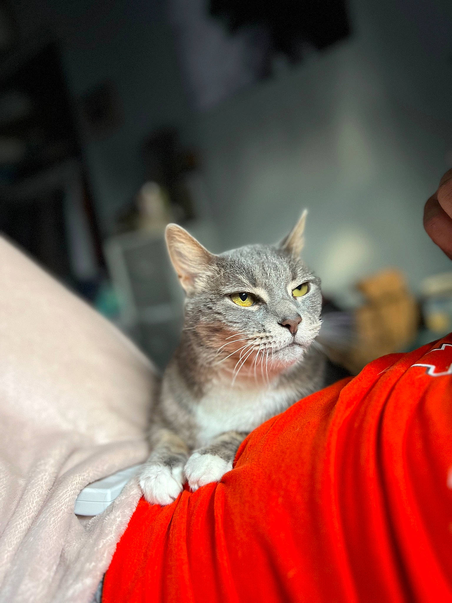 Stormy joined the competition — help win amazing prizes! carnivore, cat, claw, comfort, domestic_short_haired_cat, fawn, felidae, fur, nail, small_to_medium_sized_cats, snout, terrestrial_animal, whiskers, wildlife