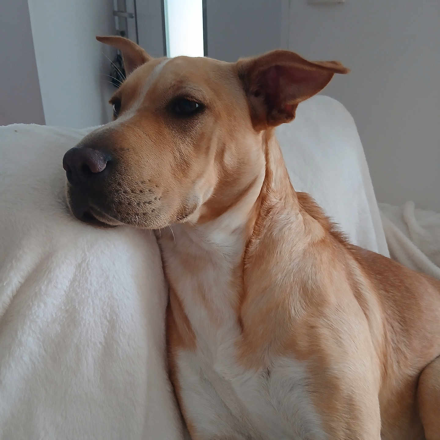 Athéna a rejoint le concours — aidez-le/la à gagner de superbes lots ! dog, tan_dog, indoor, couch, blanket, relaxed, pet, canine, fur, ears, snout, nose, white_blanket, comfort, domestic_animal, portrait, closeup, resting, calm, home