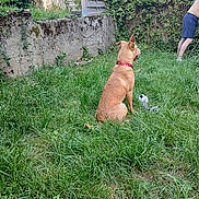 Athéna participe au concours pour gagner de l'argent avec cette photo : dog, grass, backyard, garden, person, fence, plant, toy, collar, greenery, outdoor, summer, leaves, nature, pet, resting, watching, casual, daylight, relaxing