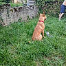 dog, grass, backyard, garden, person, fence, plant, toy, collar, greenery, outdoor, summer, leaves, nature, pet, resting, watching, casual, daylight, relaxing