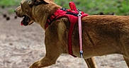 Athéna a rejoint le concours — aidez-le/la à gagner de superbes lots ! dog, brown_dog, red_harness, leash, outdoor, walking, path, grass, canine, pet, active, tongue_out, side_view, nature, animal, playful, daytime, ears_flapping, running, ground