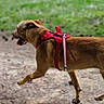 dog, brown_dog, red_harness, leash, outdoor, walking, path, grass, canine, pet, active, tongue_out, side_view, nature, animal, playful, daytime, ears_flapping, running, ground