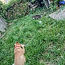Athéna participe au concours pour gagner de l'argent avec cette photo : dog, cat, grass, garden, outdoor, backyard, greenery, pet, animal, collar, fence, wooden_pallets, plants, nature, grass_field, curious, playful, resting, summer, daytime