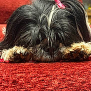 Laika participe au concours pour gagner de l'argent avec cette photo : dog, black_and_white, hair_clip, lying_down, paws, nose, fur, pet, cute, cozy, red_background, texture, indoor, close_up, animal, resting, adorable, small_dog, long_hair, sleepy