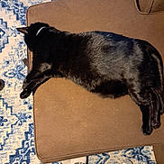 Midnight Moon joined the competition — help win amazing prizes! black_cat, cat, pet, sleeping, resting, cushion, brown_cushion, blue_rug, patterned_rug, indoor, home, feet, socks, pajama_pants, cozy, relaxation, feline, animal, domestic, floor