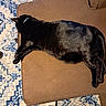 black_cat, cat, pet, sleeping, resting, cushion, brown_cushion, blue_rug, patterned_rug, indoor, home, feet, socks, pajama_pants, cozy, relaxation, feline, animal, domestic, floor