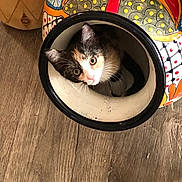 Cha Cha joined the competition — help win amazing prizes! calico, calico_cat, cat, colorful, container, curious, eyes, floor, indoor, kitten, looking_up, patterned, peeking, pet, playful, pottery, sitting, vase, whiskers, wood_floor