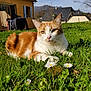 Uma a rejoint le concours — aidez-le/la à gagner de superbes lots ! cat, orange_cat, white_cat, grass, flowers, daisies, garden, sunlight, outdoor, nature, house, building, mountains, blue_sky, daylight, pet, animal, relaxed, close_up, greenery