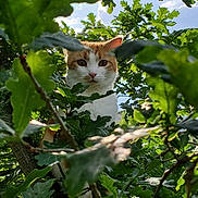 Uma participe au concours pour gagner de l'argent avec cette photo : cat, orange_and_white_cat, tree, leaves, greenery, outdoor, nature, animal, feline, curious, pet, branch, sky, daylight, wildlife, closeup, portrait, whiskers, ears, paw