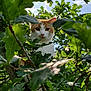 cat, orange_and_white_cat, tree, leaves, greenery, outdoor, nature, animal, feline, curious, pet, branch, sky, daylight, wildlife, closeup, portrait, whiskers, ears, paw