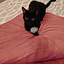 animal, bed, black_cat, cat, closeup, curious, cushion, cute, domestic_cat, ears, feline, fur, indoor, pet, pink_cushion, playful, resting, tail, toy, whiskers
