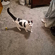 Lacey joined the competition — help win amazing prizes! black_and_white_fur, blanket, cabinet, carpet, cat, cozy_room, feline, gray_carpet, indoor, laundry_bag, looking_up, paws, pet, shadow, slippers, standing, tail_up, toy_mouse, wardrobe, whiskers