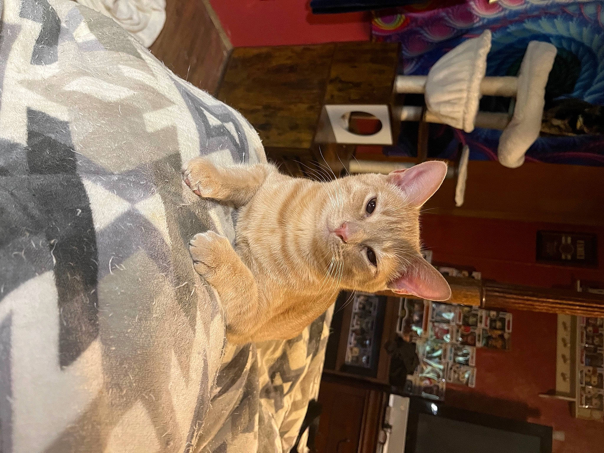 Jamison Joe joined the competition — help win amazing prizes! art, carnivore, cat, craft, domestic_short_haired_cat, event, fawn, felidae, fur, linens, pattern, small_to_medium_sized_cats, snout, visual_arts, whiskers, wood