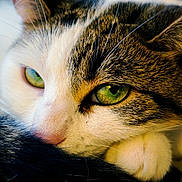 Tsuki participe au concours pour gagner de l'argent avec cette photo : cat, close_up, green_eyes, resting, tail, fur, whiskers, paw, indoor, cozy, sleepy, pet, animal, mammal, cute, domestic, feline, relaxed, soft_light, texture
