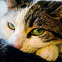 cat, close_up, green_eyes, resting, tail, fur, whiskers, paw, indoor, cozy, sleepy, pet, animal, mammal, cute, domestic, feline, relaxed, soft_light, texture