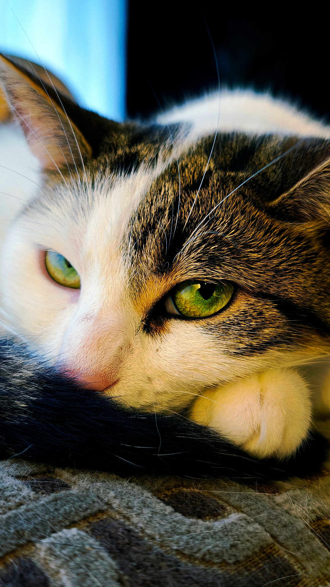 Tsuki participe au concours pour gagner de l'argent avec cette photo : cat, close_up, green_eyes, resting, tail, fur, whiskers, paw, indoor, cozy, sleepy, pet, animal, mammal, cute, domestic, feline, relaxed, soft_light, texture