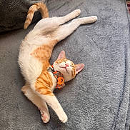 Sunny is registered to the contest to win money with this photo: animal, blanket, cat, collar, cozy, cute, feline, fur, gray_blanket, halloween, indoor, orange_and_white_cat, paws, pet, pink_nose, relaxed, sleeping, soft_texture, stretching, whiskers