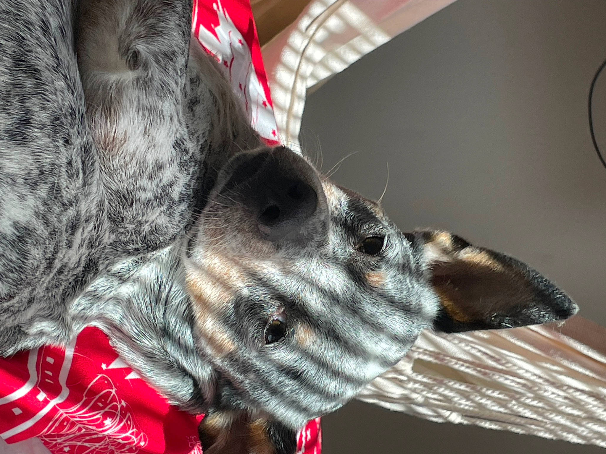 Boba is registered to the contest to win money with this photo: art, canidae, carmine, carnivore, dog, dog_breed, event, fang, felidae, fur, guard_dog, pattern, snout, sporting_group, whiskers, wildlife, working_animal