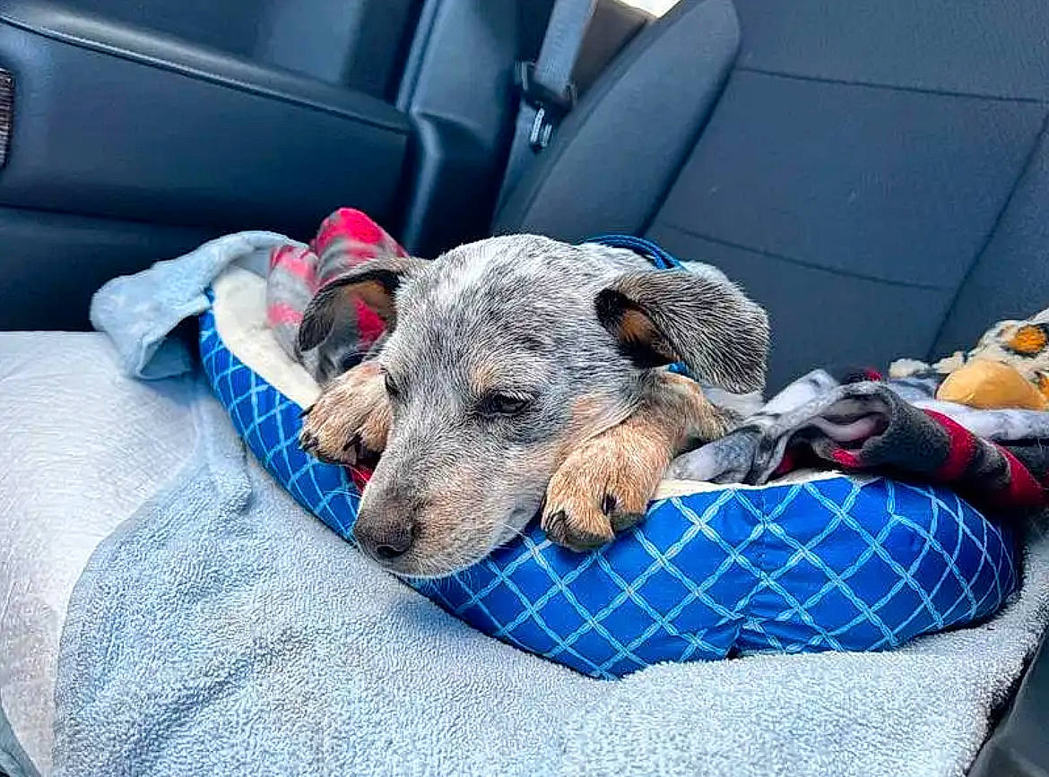 Boba joined the competition — help win amazing prizes! canidae, car, car_seat, car_seat_cover, carnivore, collar, comfort, companion_dog, dog, dog_breed, dog_supply, electric_blue, family_car, fawn, motor_vehicle, sporting_group, terrestrial_animal, vehicle, vehicle_door, working_animal