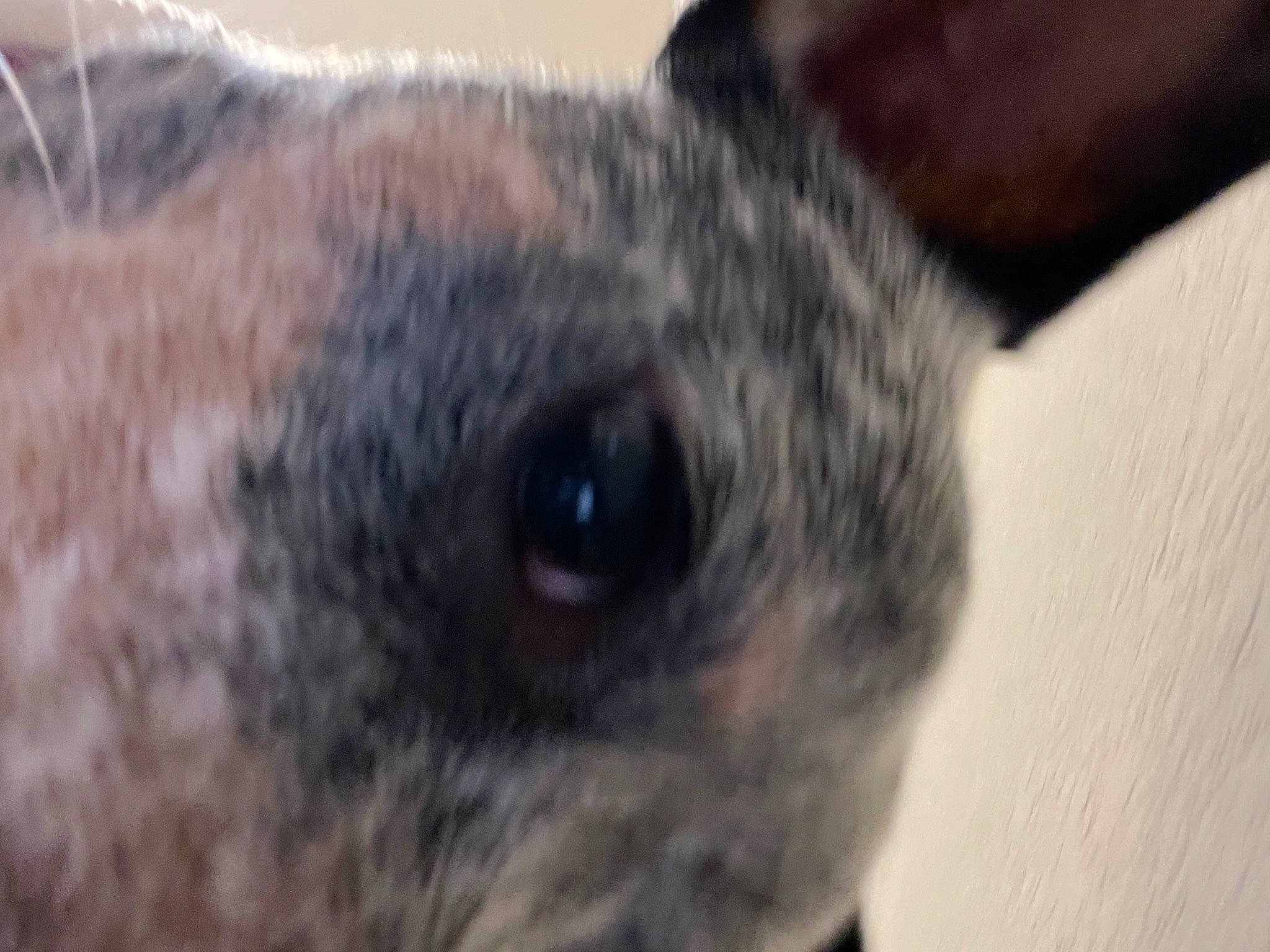 Boba is registered to the contest to win money with this photo: close_up, dog_breed, domestic_rabbit, ear, event, eye, eyelash, fawn, fur, rabbit, rabbits_and_hares, snout, terrestrial_animal, whiskers, wildlife, wood_rabbit