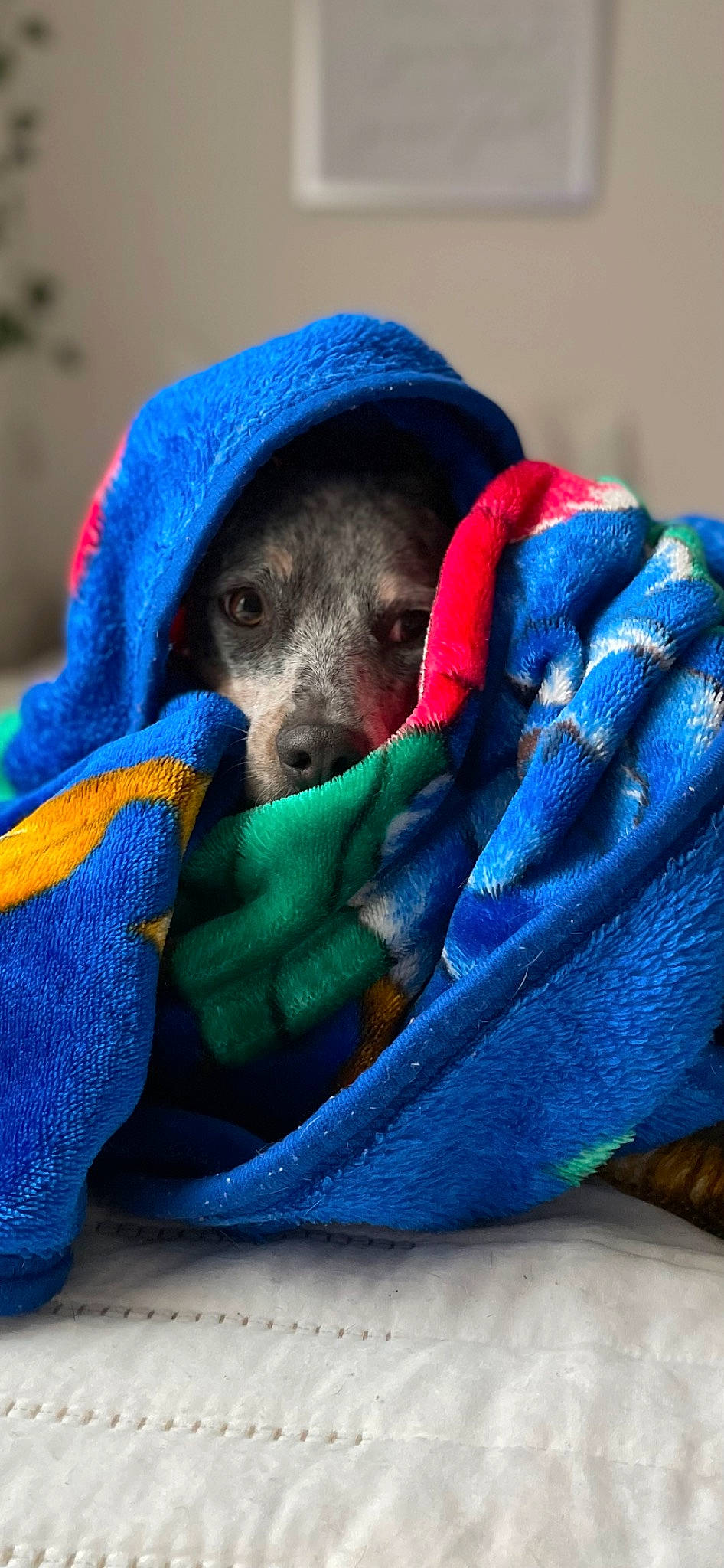 Boba is registered to the contest to win money with this photo: blue, cap, carnivore, close_up, comfort, dog, dog_breed, electric_blue, fashion_accessory, fur, grey, hat, linens, magenta, outerwear, snout, textile, toy, wool, woolen