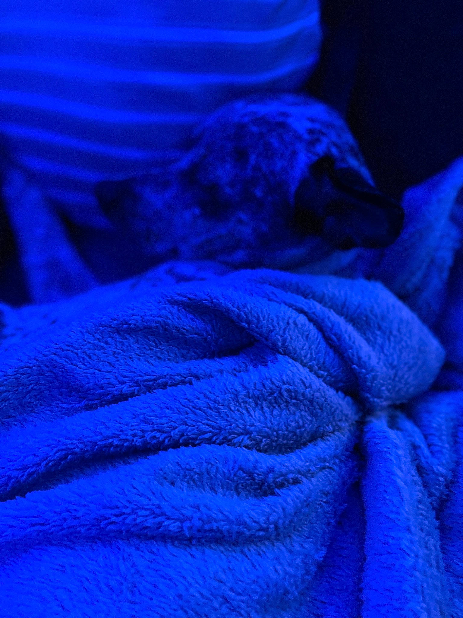 Boba is registered to the contest to win money with this photo: aqua, azure, blue, carmine, cloud, comfort, darkness, dog, dog_breed, electric_blue, fiber, fur, grey, linens, magenta, purple, tints_and_shades, violet, woolen, woven_fabric